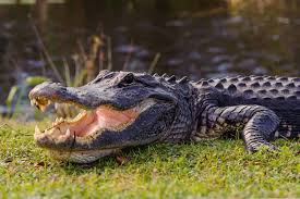 American Alligator