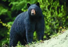 Black Bear