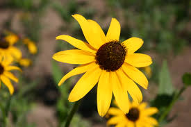 Black-eyed Susan