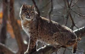 Bobcat