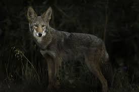 Coyote