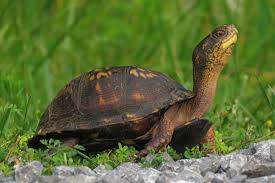 Eastern Box Turtle