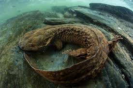 Ozark Hellbender