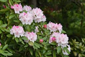 Ozark Rhododendron