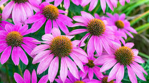 Purple Coneflower