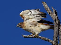 Red-tailed Hawk