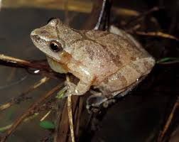 Spring Peeper