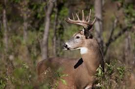 White-tailed Deer