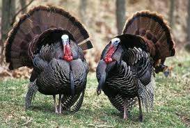 Wild Turkey